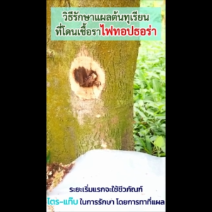 ไตร-แท๊บ ชีวภัณฑ์กำจัดโรคพืช (ไตรแท๊บ) 1 kg ราคาที่สุด 30% ขนาด 1 กิโลกรัม ไตรโคเดอร์มา แอสเพอร์เรียลลั่ม