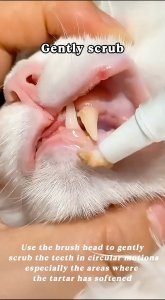 FUREVER365 | Pet Oral Care Set | Teeth Cleaning Pen Dental Mousse Spray & Finger Cot for Cat Dog