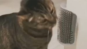 Garukan Kucing Tempel Dinding & Alat Garuk Kucing Praktis