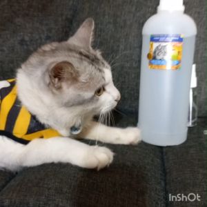 Cara Efektif Menggunakan Cairan Semprotan Pembasmi Kutu Kucing