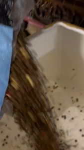 Hạt caption cho chó túi chiết 500g 1000g mix dinh dưỡng phù hợp mọi cân nặng thức ăn cho cún