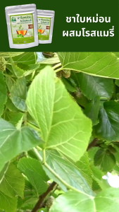 ชาใบหม่อนผสมโรสแมรี่ ตราไร่กฤติยา (Mulberry Rosemary Blended Leaf Tea)