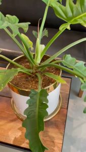 European Modern Minimalist Creative Ceramic Pot Hotsale Desktop Decoration Indoor Ceramic Flower Pot 北欧电镀陶瓷花盆三件套