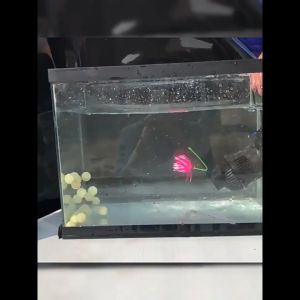Aquarium Wave pump Flow pump Surf pump Wave maker Surfing device For Fish tank