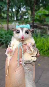 Cá khô tuyết cho thú cưng