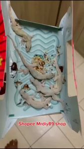 【 SG Stock】10pcs(1) Lizard Trap roach Traps with baits Cicak/Gecko Glue Stickers (Pest Control)
