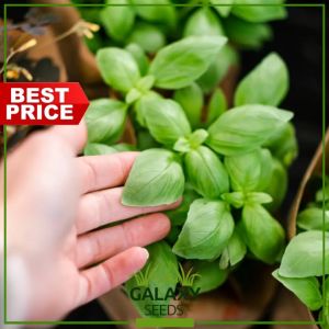 \"GalaxySeeds\" Sweet Basil Italian Genovese Seeds (50 Seed) Culinary Herb for Planting Herbal Vegetables Plant F1