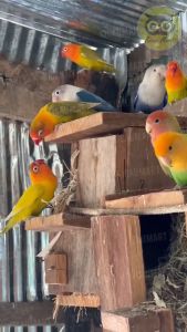 Kicau Mart Vitamin Obat Ternak Burung E Breeding E-Breeding Ebreeding Ebod Jaya Penambah Birahi Daya Tetas Atasi Telur Kosong Macet Produksi Tidak Kunjung Kawin Untuk Lovebird Kenari Murai Kacer Pleci Dll VTNBREJ