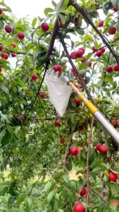 6M Gergaji Pemangkasan Cabang Tinggi Teleskopik Gergaji Pemangkasan Taman Galah Panjang Pemetik Buah Alat Petik Buah Tinggi Tongkat Teleskopik Buah Alat Pemetik Mangga Tongkat Pemetik Buah Tinggi