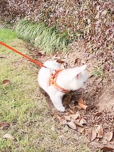 Cat Rope Pet Collar Harness Leash Adjustable Vest Strap Puppy Kitten Traction Kolar Rantai Tali Kucing Berjalan Panjang