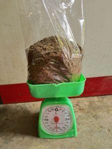 มูลวัว#ขี้วัวตากแห้งร่อนหยาบ บรรจุถุง