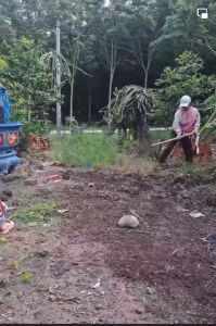 Gói 50gr.Hạt giống cỏ nhung nhật cỏ trồng trang trí sân vườntiểu cảnh