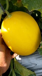 LILLY - BENIH BIBIT F1 HYBRID MELON ORANGE TAHAN VIRUS DAN SIMPAN - Reinnon Seed