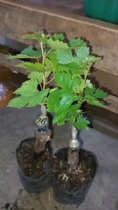 Bibit Anggur Import Lucie Seedles