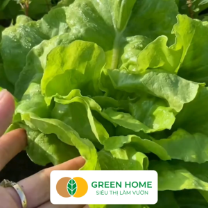 Hạt Giống Rau Xà Lách Vàng Greenhome Gói 10g~6000 hạt Dễ Trồng Quanh Năm Nảy Mầm Cao Thu Hoạch Nhanh Năng Suất Cao R13