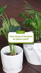 PlantFood Trunk & Roots 300g [100% Organic Fertiliser]