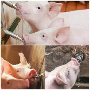 Amoki Pig Drinking Faucet 1/2 " Stainless Steel Nipple Automatic Drinker Pig Farming Equipment