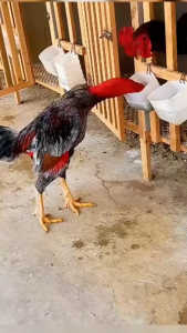 KAMLANG BLACK PLATINUM - Kamlang ayam aduan dari Thailand - meningkatkan stamina nafas otot tahan pukul meningkatkan mental mempercepat proses pemulihan setelah laga