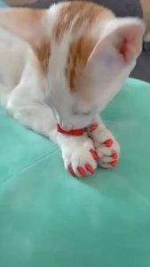 Bộ móng chân giả cho Chó Mèo kèm keo dán làm đẹp cho thú cưng (mẫu mới) - Love Pets Shop