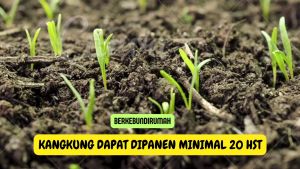 250 Benih Kangkung Rajawali kankung Daun Lebar Sayuran Unggul Berkebun Dirumah