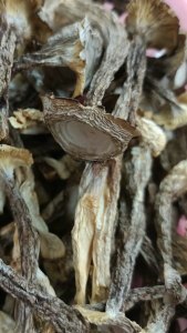 鹿茸菌 鹿茸菇 食用菌 mushroom 100g