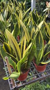 #ลิ้นมังกร golden frame เป็น #ต้นไม้ฟอกอากาศ ในตระกูลลิ้นมังกรอีกต้นที่ ค่อนข้างหายาก เค้าจะไม่เหมือนลิ้นมังกรขอบเหลืองปกติน้า เพราะเค้าเหลืองทั้งใบ! ยิ่งโตยิ่งเหลือง #ต้นลิ้นมังกรชีวภาพพันธุ์โกลเด้นเฟลม (Golden Flame) ไซส์ใหญ่มีขนาด 40 - 50 ซม.มีจุดเด่น