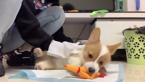 【Dry Shower Wipes】Dog Wipes Cat Wipes Cat Shower Pet Cleaning Gloves Cat Dry Cleaning Gloves