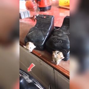 Bẫy Chuột Thông Minh  Lò Xo Độ Nhạy Cao Lực Gấp Mạnh Dễ Dùng Hiệu Quả Cao Tái Sử Dụng Nhiều Lần-HAUSE