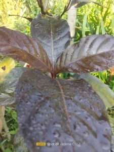 jual daun handelem daun ungu segar 1 kg