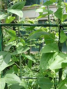 Lưới Trồng Cây Leo Giàn R180xC180cm Tặng 20 Dây Buộc Độ Bền Cao Dễ Lắp Đặt - Lưới Làm Giàn Leo