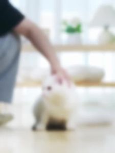 HOOPET | HOOPET Cat Elizabethan Collar Pet Neck Cone Soft Wearing Resistant Cat Accessories Cats Wound Healing Protective Collar for Cats