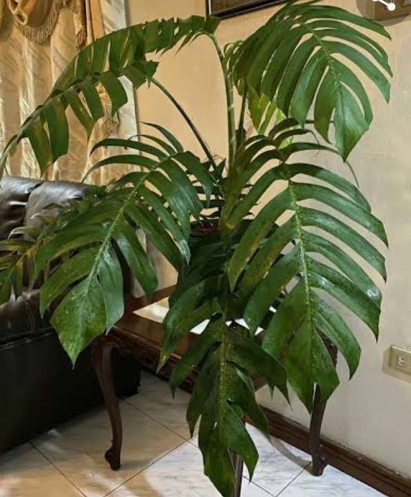 Dragon Tail Monstera live plants Indoor Plants Seeds - Lazada | Lazada PH