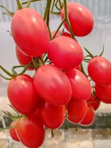 มะเขือเทศเชอร์รี่ 200เมล็ดสีแดงพันธุ์นอกรสหวานเมล็ด Roma Tomato***ศึกษาวิธีการเพาะได้ในรายละเอียดสินค้า***
