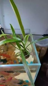 READY STOCK Fish Bloodworm Cup Aquarium Red Worm Feeder Cup  Feeding Basket Bloodworm holder cup