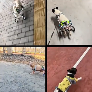Lovinland Adjustable Dog Wheelchair for Back Legs Mobility Support Lightweight Pet Wheelchair for Disabled Dogs Cats Hind Legs Walking Stable Dog Cart for Pets