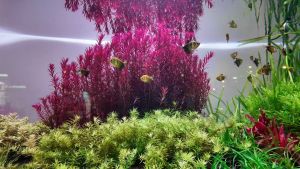 Rotala Blood red (SG)-Aquatic plant/Tumbuhan Akuatik