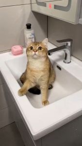 GPSS- Sisir Bulu Sikat Mandi Otomatis Kucing Anjing Musang Sikat Grooming Hewan Shampoo Kucing Harum