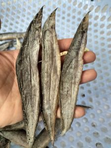 Khô Cá Chạch Đồng loại nhất size vừa Đặc Sản KHOMITA 1kg 4nắng khô sạch thấy là thèm. Đóng hút chân không đi được nước Ngoài