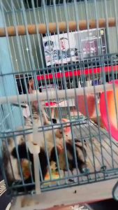 Sugar Glider Cheese Cube Small Animal Pet Snacks Treats Hamster Snacks