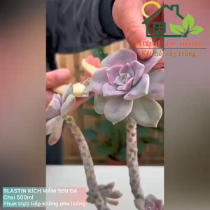 500ml - Blastin siêu kích mầm dành cho cây mọng nước sen đá xương rồng phân hữu cơ phun trực tiếp lên cây