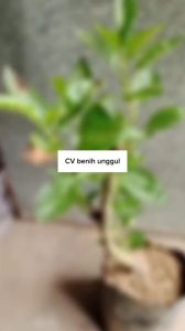 Bibit Apel Fuji Merah Cangkok Cepat Berbuah Super