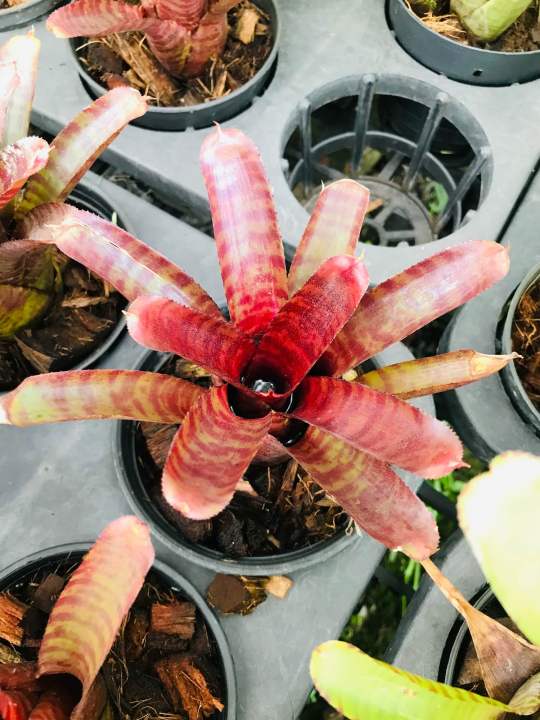 Neoregelia Groves Red Tiger Neoregelia 'Groves Red Tiger'