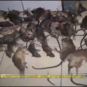 {\n    \"article\": \" Mouse Repellent Mothball: Effective Rat & Insect Control\\n\\n Introduction\\n\\nMouse Repellent Mothball, also known as rat repellent mothballs, is a powerful solution for keeping unwanted pests away from your home or car. These pellets, which come in packs of five per bag, are designed to repel a wide range of pests including rats, cockroaches, ants, mosquitoes, flies, bedbugs, and more. This article will explore the features, usage, benefits, and alternatives to using Mouse Repellent Mothballs.\\n\\n Key Features of Mouse Repellent Mothball\\n\\n- **Long-lasting protection**: One-year lasting effect\\n- **Effective pest control**: Repels rats, cockroaches, ants, mosquitoes, flies, bedbugs, and other insects\\n- **Safe for home and car use**: No harmful chemicals or poisons\\n\\n How to Use Mouse Repellent Mothball\\n\\nUsing Mouse Repellent Mothballs is simple and straightforward. Here's a step-by-step guide to help you get started:\\n\\n1. Identify the areas where pests are most prevalent.\\n2. Place the mothballs in strategic locations around your home or car, such as corners, behind furniture, or near entry points.\\n3. For optimal results, replace mothballs every six months.\\n\\n Tips for Optimal Results\\n\\n- Keep mothballs out of reach of children and pets.\\n- Store mothballs in a cool, dry place.\\n- For larger spaces, use multiple bags of mothballs.\\n\\n Benefits of Mouse Repellent Mothball\\n\\nMouse Repellent Mothballs offer several benefits, including:\\n\\n- **Pest control effectiveness**: The pellets effectively repel a wide range of pests, providing long-lasting protection.\\n- **Long-lasting protection**: With a one-year lasting effect, you can enjoy peace of mind knowing your home or car is protected.\\n- **Safe and non-toxic**: Mouse Repellent Mothballs are free from harmful chemicals and poisons, making them safe for home and car use.\\n\\n Alternative Pest Control Solutions\\n\\nWhile Mouse Repellent Mothballs are a highly effective solution, there are other pest control options available. Here are some alternatives to consider:\\n\\n Insect Repellent for Car\\n\\nInsect repellents specifically designed for cars can help keep pests away from your vehicle. These products are typically applied to the interior of the car and provide protection against insects such as mosquitoes, flies, and ants.\\n\\n Rat Repellent for Home\\n\\nIf you're looking for a rat repellent specifically designed for your home, there are several options available. Some popular choices include ultrasonic devices, natural repellents, and traps. Each option has its own advantages and disadvantages, so it's important to choose the one that best suits your needs.\\n\\n Conclusion\\n\\nMouse Repellent Mothballs are a highly effective solution for keeping pests away from your home or car. With their long-lasting protection and wide range of pest control capabilities, these pellets are a must-have for anyone looking to protect their property from unwanted pests. Whether you're dealing with rats, cockroaches, ants, mosquitoes, flies, bedbugs, or other insects, Mouse Repellent Mothballs can help keep them at bay. If you're looking for alternative pest control solutions, consider insect repellents for cars or rat repellents specifically designed for homes.\"