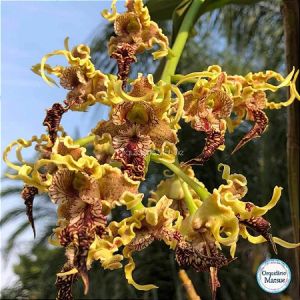 Anggrek Dendrobium Spectabile Remaja Bibit Bunga Anggrek Dendro Species Papua Keriting Melintir Si raja keriting Anggrek Cumi cumi Anggrek Alien
