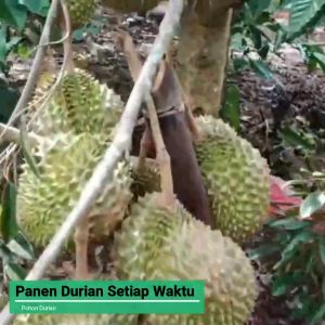 Bibit Durian Musangking Super Unggul