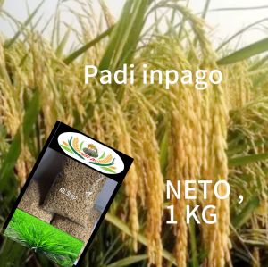 Jual BIBIT PADI INPAGO 13 LOKAL BERAS PUTIH 5 KG