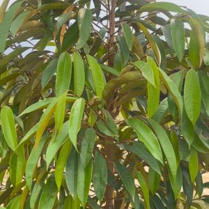 โปรโมชั่น 21-3-3 สูตรเร่งแตกยอด เร่งโต ใบเขียว ใบหนา ใบใหญ่ ใบยาว ต้นแข็งแรงทนโรคทนแล้ง ลดต้นโทรม ขนาด 1 ลิตร