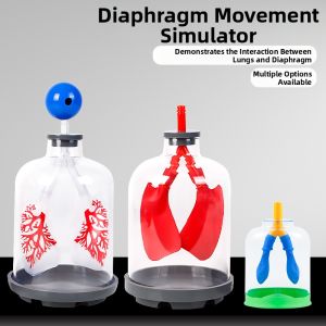 MINGZHUO | Respiratory Simulation Model Diaphragm Movement Biologic Experiment Equipment