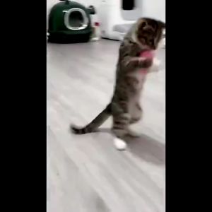 Cat Smart Plush Squeak Ball Toy Kitten Touch Soundings Training Ball Glow Fluffy Plush Cat Ball Toys