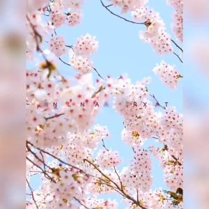 LAIKOU Japan Sakura Peeling Gel: A Comprehensive Guide